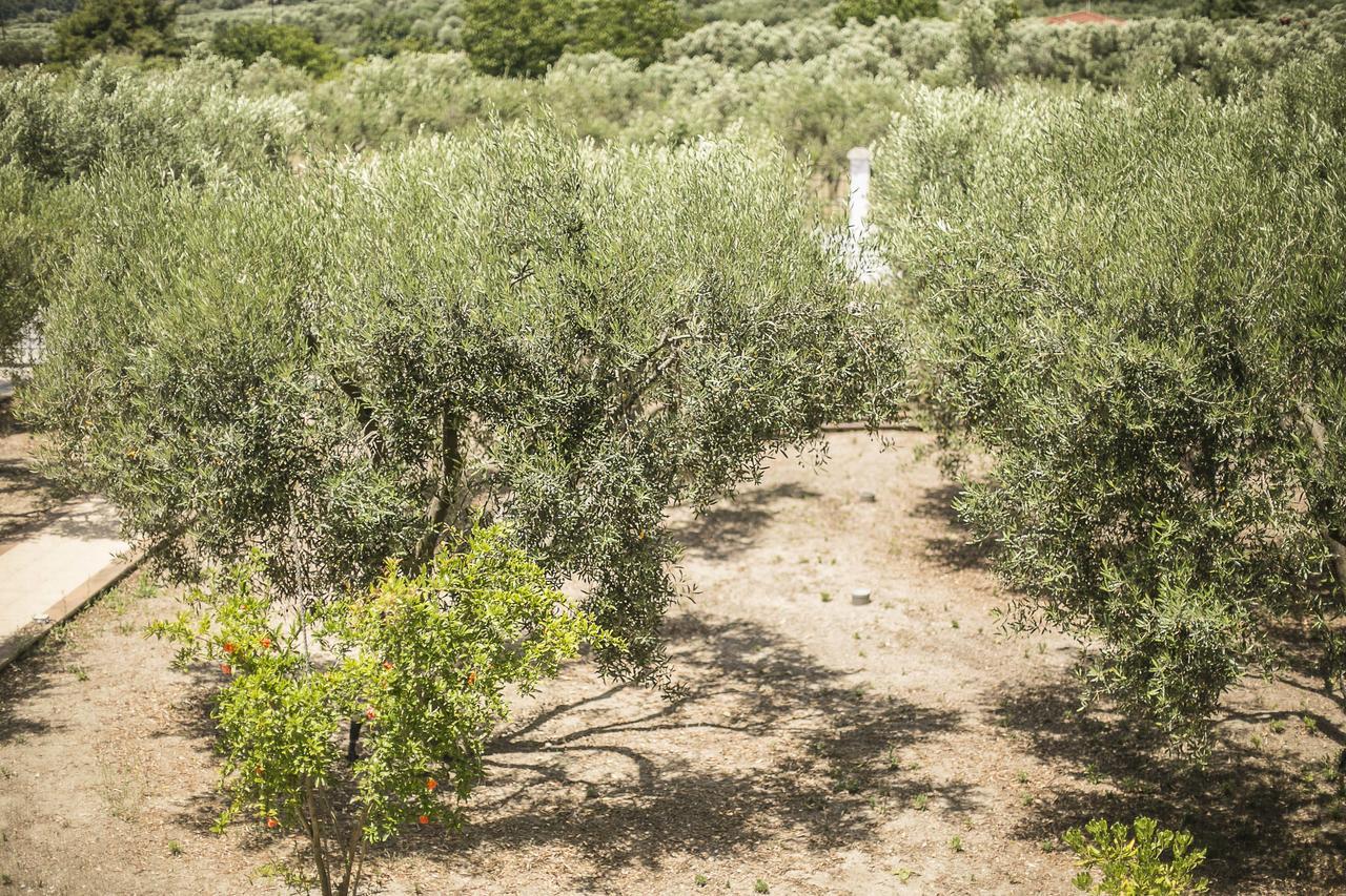 Olive Tree Apartments Foúrka Eksteriør bilde